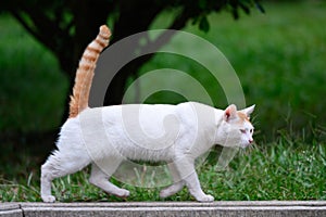 cat walking on the ground